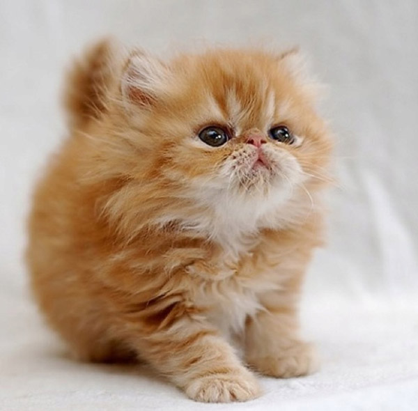 Top 10 Cutest Cat Breeds That Will Make You Smile - Easyday
 Fluffy Cat Breeds