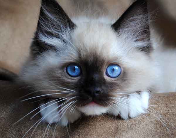 cute-cat-breeds-ragdoll-cat