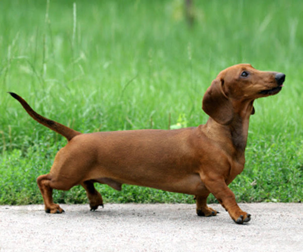 small-dog-breeds-dachshund