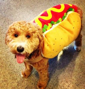 Halloween Costumes For Dogs: An Overload Of Cuteness – Easyday