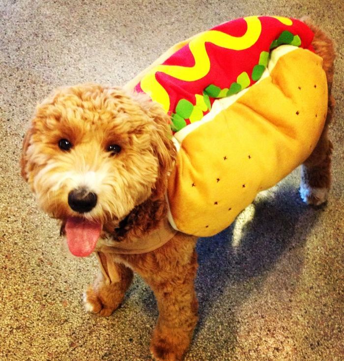 halloween-costumes-for-dogs-13