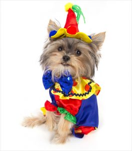 Halloween Costumes For Dogs: An Overload Of Cuteness – Easyday